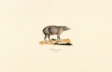 Jeune homme Babirusa