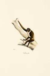Jeune gibbon à mains blanches (Hylobates lar)