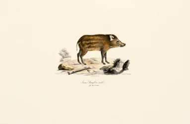 Jeune sanglier
