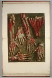 Un groupe de mains disséquées, 1745-46