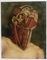 Coupe transversale du côté droit du cou et du visage, vers 1745
