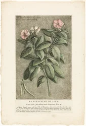 La pervenche de Java, tirée de la Collection de plantes usuelles, curieuses et étrangères