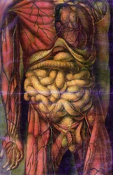 Torse d