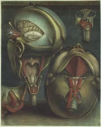 Deux vues de la tête, 1746
