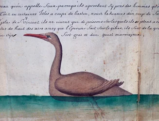 Oiseau appelé Foux (Fou), île de Sao Vicente, Cap-Vert, aquarelle du journal de bord de Jacques Gouin de Beauchesne, capitaine de la Compagnie royale de la Mer du Sud, de 1698 à 1701, France