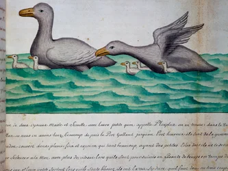 Canards appelés Ploplos, détroit de Magellan, aquarelle du journal de bord de Jacques Gouin de Beauchesne, capitaine de la Compagnie royale de la Mer du Sud, de 1698 à 1701, France