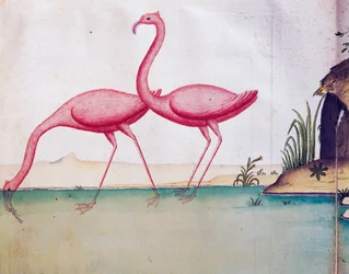 Flamants roses, Îles Galápagos, aquarelle du journal de bord de Jacques Gouin de Beauchesne, capitaine de la Compagnie royale de la Mer du Sud, de 1698 à 1701