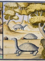 Tortues, aquarelle du journal de bord de Jacques Gouin de Beauchesne, capitaine de la Compagnie royale de la Mer du Sud, de 1698 à 1701, France