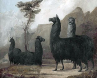 Alpagas