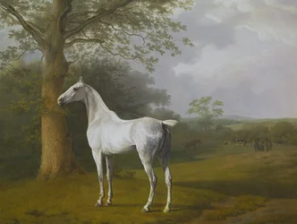 Cheval gris au pâturage