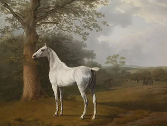 Cheval gris dans le pré
