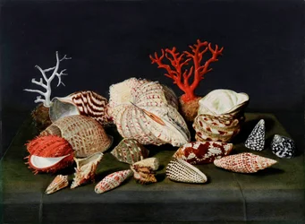 Nature morte aux coquillages et coraux