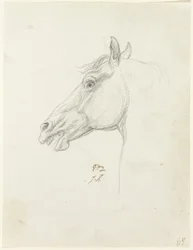 Tête de cheval