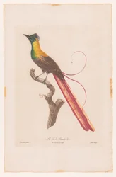 Oiseau de paradis sur une branche