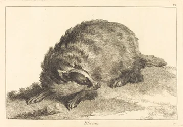 Blaireau