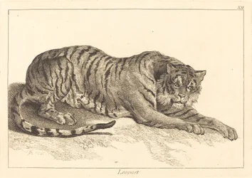Léopard ou Tigre