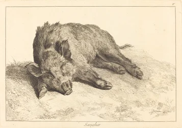 Sanglier couché, tête à gauche