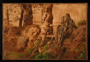 Arbres et rochers