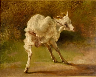 Bouc blanc se grattant la tête