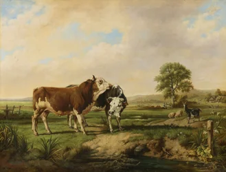 Taureaux, moutons et chèvres au pâturage