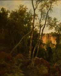 Forêt avec rochers