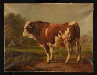 Jeune taureau