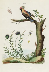 Jaseur de Bohême et jasione des montagnes
