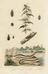 Lamproie de mer et coléoptères