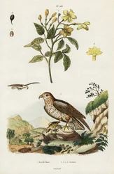 Jasmin jaune et aigle serpent à doigts courts
