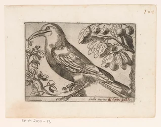 Oiseau