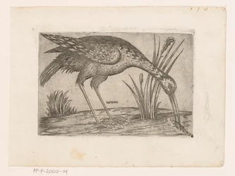 Oiseau