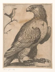 Aigle couronné (Negen vogels)