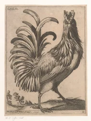 Haan Gallo (titre sur l