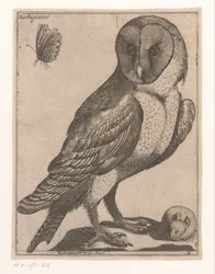 Chouette effraie (Neuf oiseaux)