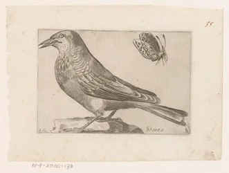 Étourneau (Sturnus vulgaris)