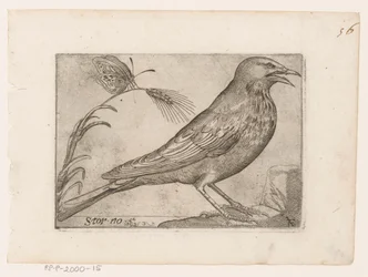 Étourneau (Sturnus vulgaris)