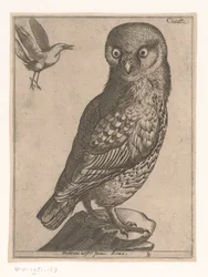 Chouette chevêche (Neuf oiseaux)