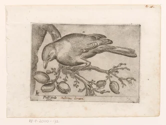 Oiseau