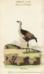 Héron agami, Agamia agami