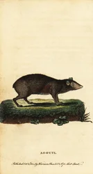 Agouti, espèces de Dasyprocta, 1800