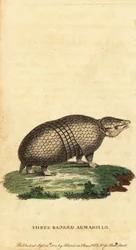 Tatou à trois bandes brésilien, Tolypeutes tricinctus, 1800
