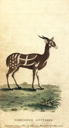 Guib harnaché ou kewel, Tragelaphus scriptus (gravure)