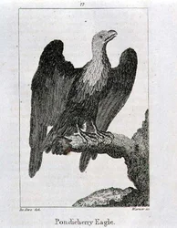 Aigle de Pondichéry, de 