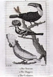 Le toucan, la huppe et le cacatoès, de « A History of the Earth and Animated Nature », par Oliver Goldsmith, publié à Londres