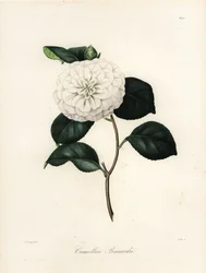Camélia japonica variété, Camélia bonardii ou Camélia bonnardii