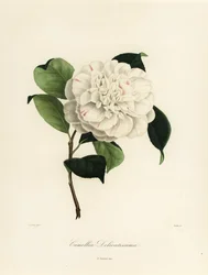 Camélia japonica variété, Camellia delicatissima