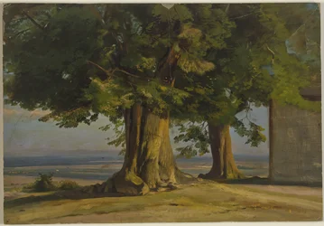 Vieux arbres et vue sur une vaste plaine
