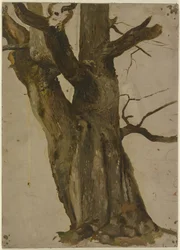Arbre creux