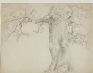 Vieil arbre