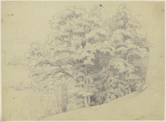 Coin de forêt sur une pente